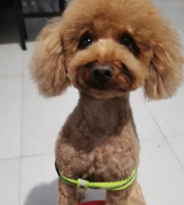 泰迪幼犬什么时候理发
