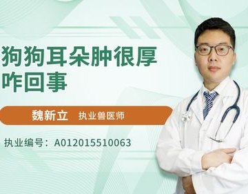 狗狗耳朵肿怎么消肿