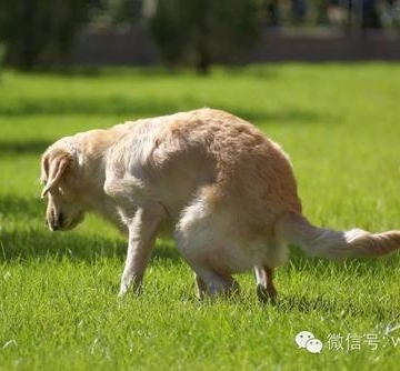 幼犬大便困难怎么办