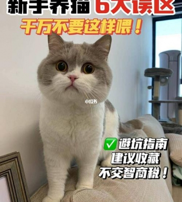 刚买的宠物猫怎么喂养