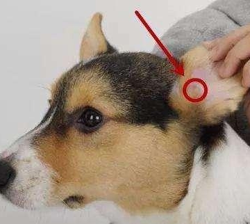 狗狗臭耳朵怎么治疗
