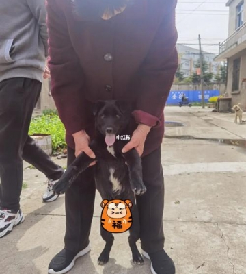 狗狗外八怎么纠正