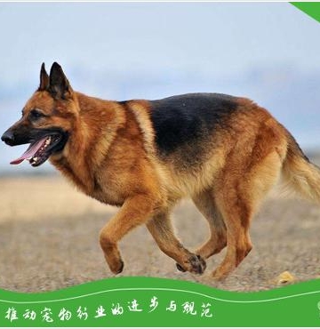 德牧咳嗽干呕吃什么药