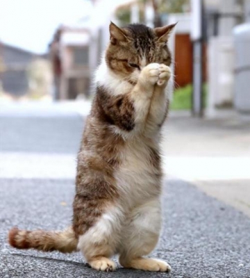 猫咪你懂的什么意思