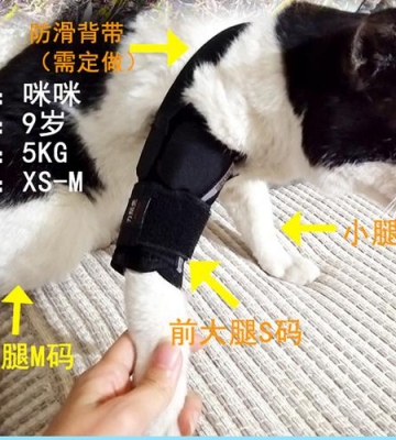 狗狗变形腿怎么能固定