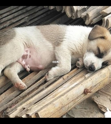 狗狗胀肚子什么症状