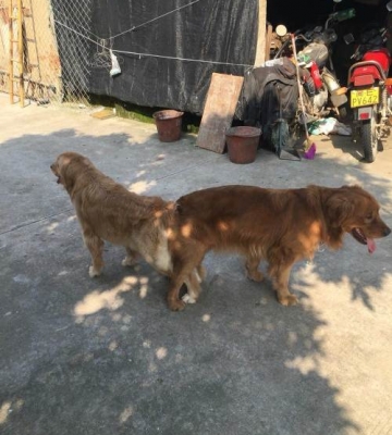 金毛公犬什么时候配种