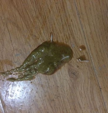 狗狗干呕拉稀怎么回事