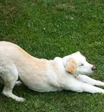 狗狗排泄前有什么症状