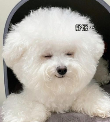 比熊身上的狗味为什么