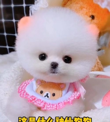 茶杯博美是什么意思