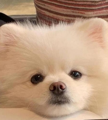 博美吐狗粮怎么回事