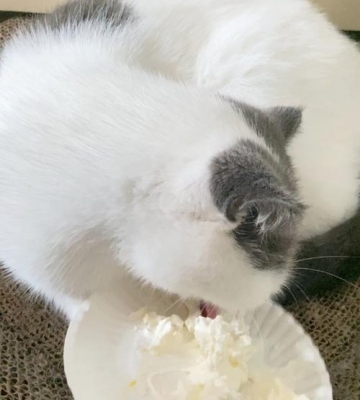 猫咪吃了奶油会怎么样