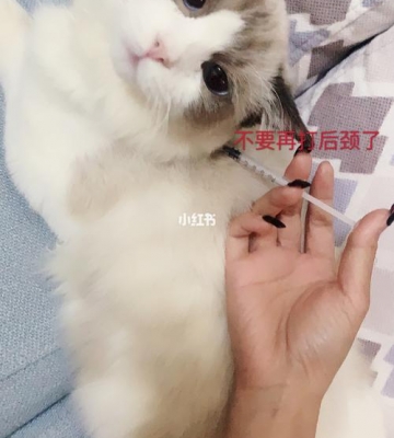 定期给猫咪打什么疫苗