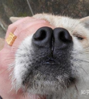 狗狗老吸鼻子怎么回事