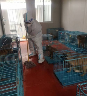 宠物入境为什么要隔离