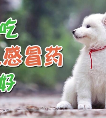 小狗狗感冒喂什么药