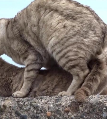 猫咪准备配种吃什么