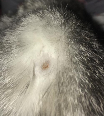 猫咪皮肤病怎么引起的