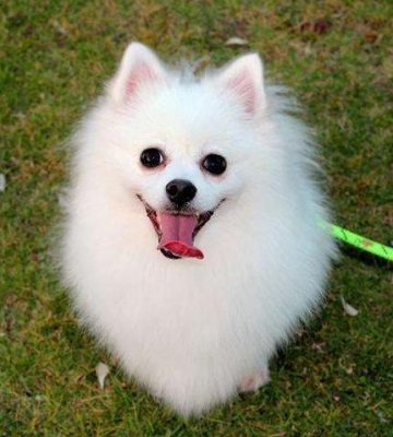 所有狗狗里面什么狗狗最好