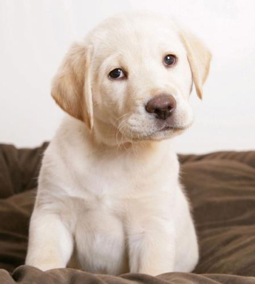 拉多犬幼犬要注意什么