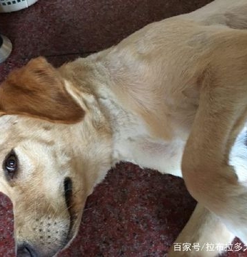 小狗后腿抖是怎么回事