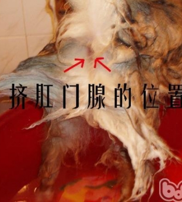 狗狗舔肛门怎么治疗