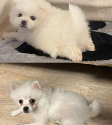 小博美为什么爱吃蛋黄