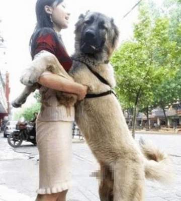 狗狗配狗注意什么
