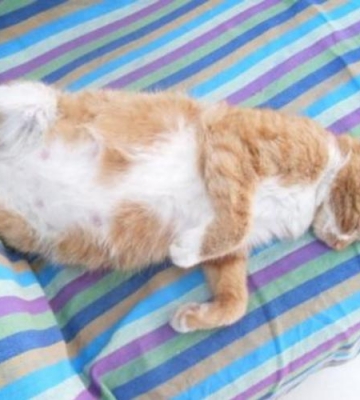 猫咪怀孕半夜一直叫为什么