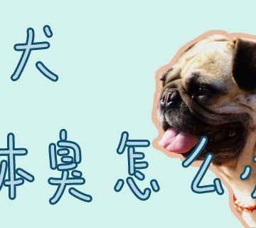 狗狗的腥臭味怎么去除