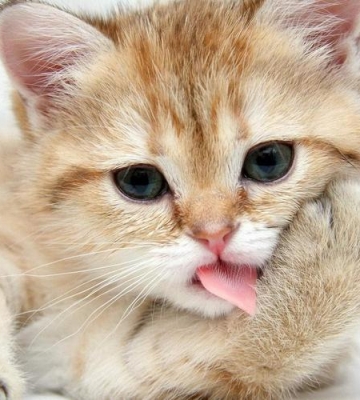 猫咪身上有臭味是什么原因