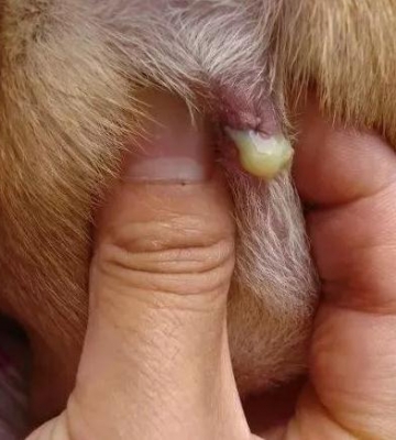 怎么预防狗狗肛门腺囊肿