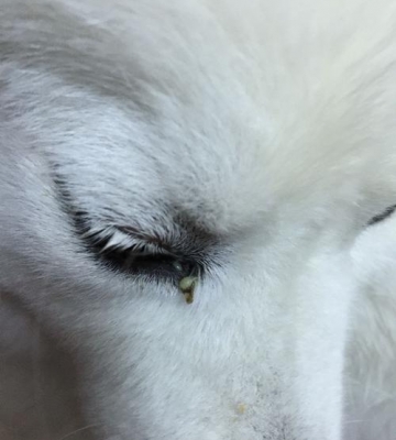 狗狗有眼屎打什么针