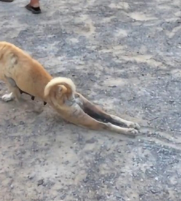 小狗后腿残废了怎么办