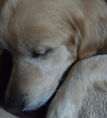 金毛得犬瘟什么症状