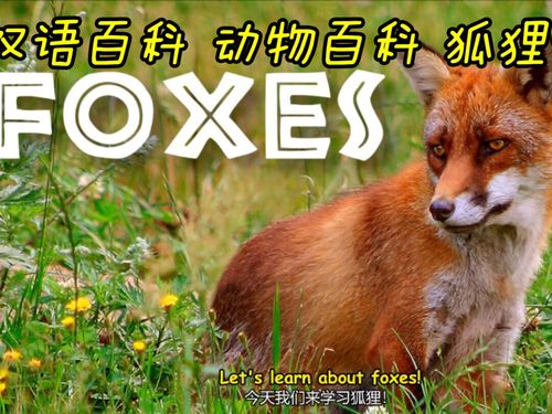 狐狸英语怎么写